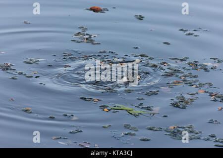 Alte Blätter im Wasser, Rostow am Don, Russland, 18. September 2011 Stockfoto