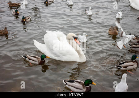 ein Schwan unter anderen Vögel Stockfoto