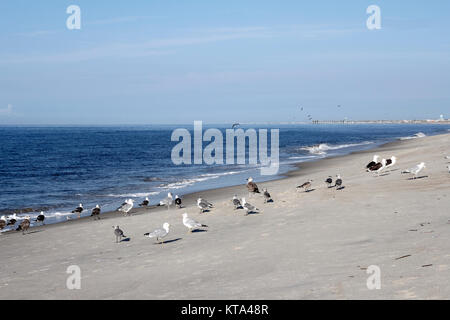 Möwen auf Caswell Strand, NC Stockfoto