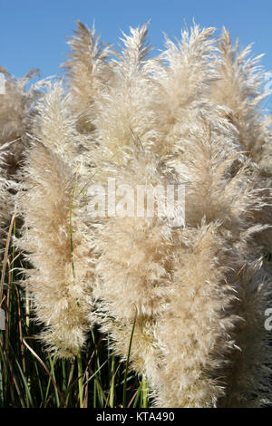 Nahaufnahme der Hohen Pampas Gras Federn Stockfoto