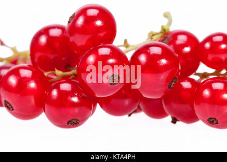 Früchte der Johannisbeere auf einem Zweig in weißer Hintergrund Stockfoto