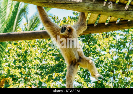 Spider Monkey Portrait Stockfoto