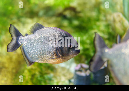 Unterwasser Nahaufnahme von Piranha fischen Stockfoto