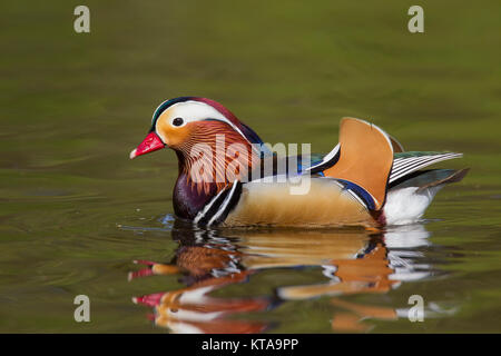 Mandarinente (Aix galericulata) männliche Schwimmen im Teich, beheimatet in Südostasien Stockfoto