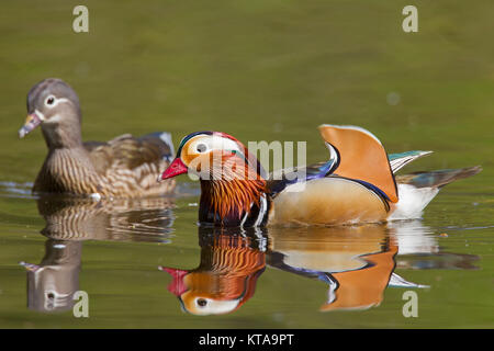 Mandarinente (Aix galericulata) Paar, Mann und Frau Schwimmen im Teich, beheimatet in Südostasien Stockfoto