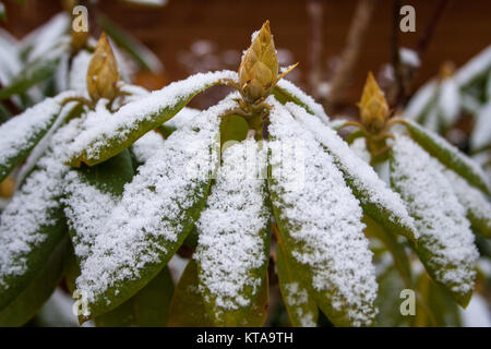 Frost - überdachte Rhododendron im Winter. Stockfoto