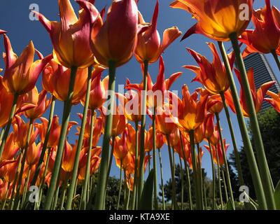 Tulpen (Tulipa) bilden eine Gattung der Frühling blühende Mehrjährige krautige bulbiferous Geophyten die Blüten in der Regel große, auffällige und in kräftigen Farben gehalten. Stockfoto