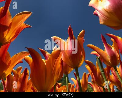 Tulpen (Tulipa) bilden eine Gattung der Frühling blühende Mehrjährige krautige bulbiferous Geophyten die Blüten in der Regel große, auffällige und in kräftigen Farben gehalten. Stockfoto