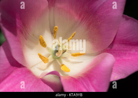 Tulpen (Tulipa) bilden eine Gattung der Frühling blühende Mehrjährige krautige bulbiferous Geophyten die Blüten in der Regel große, auffällige und in kräftigen Farben gehalten. Stockfoto