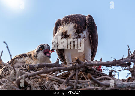 Fischadler (Pandion haliaetus), auch als die Sea Hawk, Fish Eagle, oder Fisch Hawk bekannt Stockfoto