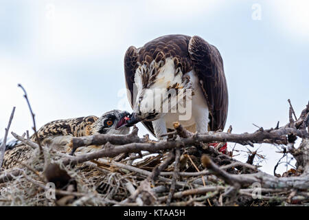 Fischadler (Pandion haliaetus), auch als die Sea Hawk, Fish Eagle, oder Fisch Hawk bekannt Stockfoto