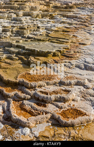 Bunte Formationen von Jupiter Terrasse an Mammoth Hot Springs Yellowstone National Park, Wyoming, USA Stockfoto