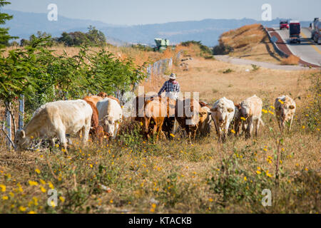 Cowboy mit Vieh auf einem Pferd bei Tageslicht Stockfoto