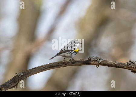 Yellow-rumped Warbler - männlich Stockfoto