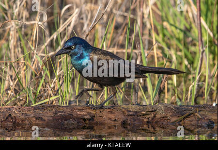 Gemeinsame grackle in Nordwisconsin. Stockfoto