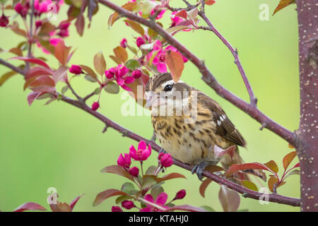 Rose-breasted grosbeak - weiblich Stockfoto