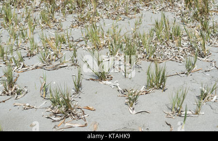 Nahaufnahme der Stacheligen drop-seed, Sporobolus pungens. Es ist eine Pflanzenart in der Familie der, charakteristisch für die sandigen Böden. Stockfoto