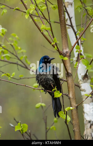 Gemeinsame grackle Stockfoto