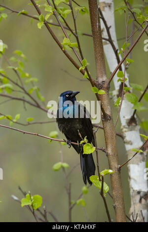 Gemeinsame grackle Stockfoto