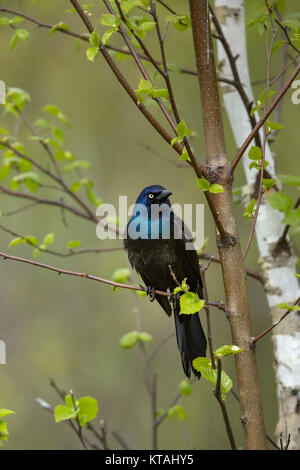 Gemeinsame grackle Stockfoto