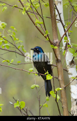 Gemeinsame grackle Stockfoto
