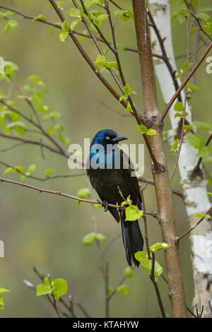 Gemeinsame grackle Stockfoto
