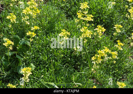 Wiese mit Gräsern und viele Schmetterlinge Stockfoto