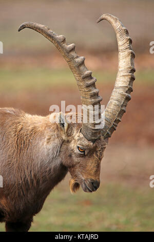 Männlicher Steinbock capra ibex Stockfoto