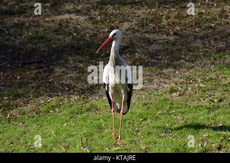 Der Weißstorch steht auf der Wiese Stockfoto