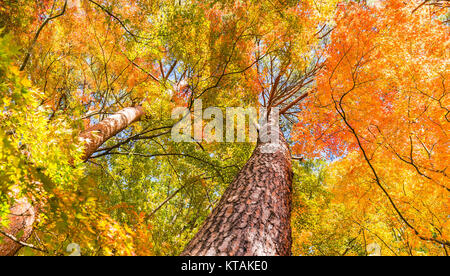 Ahornbaum im Herbst Stockfoto