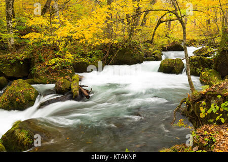 Oirase Bergbach im Herbst Stockfoto