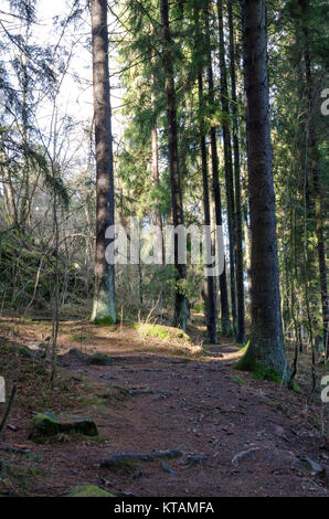 Die Sonne scheint zwischen den Bäumen Stockfoto