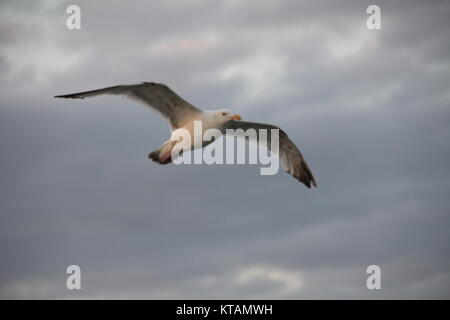 Möwe in Calais Stockfoto