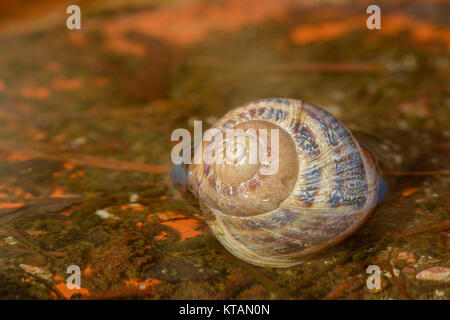 Snail House im Stream Stockfoto