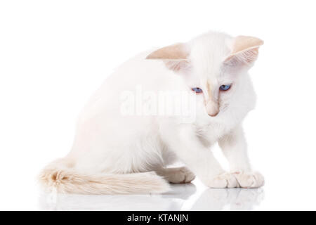 Siamkatze posiert auf einem weißen Hintergrund Stockfoto