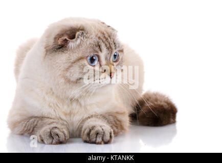 Scottish Fold Kätzchen liegend isoliert Stockfoto