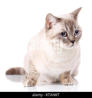 Silber schottischen Kätzchen Stockfoto