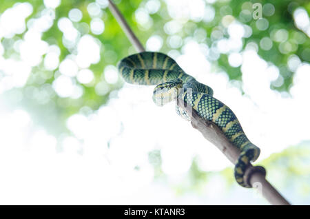Tropidolaemus Wagleri giftige Schlange grün gelb gestreiften asiatisch Stockfoto