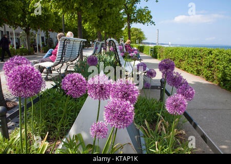 Allium Blumen (Allium giganteum) An der Strandpromenade von Binz, Insel Rügen, Mecklenburg-Vorpommern, Ostsee, Deutschland, Europa Stockfoto