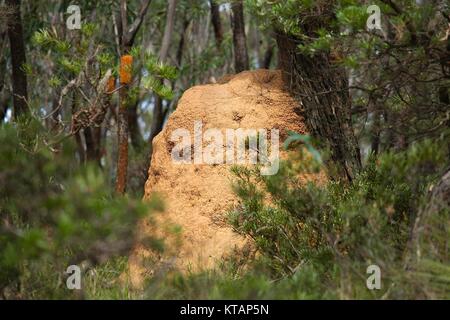 Termite Hügel im Wald Stockfoto