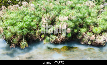 Fonte Arethusa Arethusa (Frühjahr) in Syrakus Stockfoto