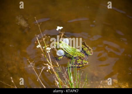 Wasserfrosch, gemeinsame Wasser Frosch (Rana kl. esculenta), auch genannt grünen Frosch, in einem Teich in Middelhagen, mönchgut, Insel Rügen, Ostsee, Deutschland Stockfoto