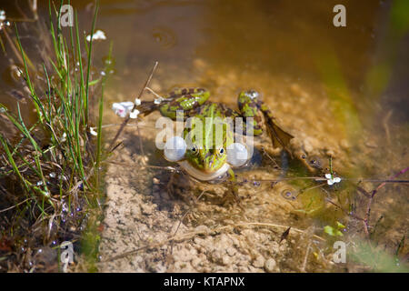Wasserfrosch, gemeinsame Wasser Frosch (Rana kl. esculenta), auch genannt grünen Frosch, in einem Teich in Middelhagen, mönchgut, Insel Rügen, Ostsee, Deutschland Stockfoto