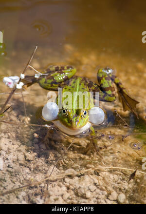 Wasserfrosch, gemeinsame Wasser Frosch (Rana kl. esculenta), auch genannt grünen Frosch, in einem Teich in Middelhagen, mönchgut, Insel Rügen, Ostsee, Deutschland