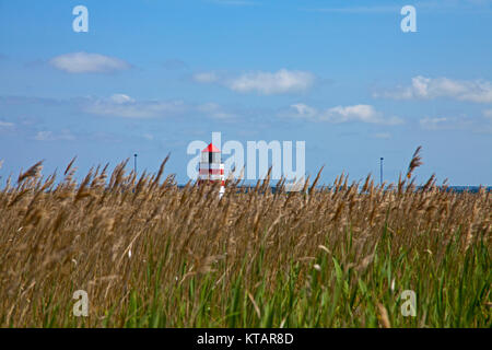 Reed und Leuchtturm von Fischerdorf Waase Ummanz, Insel, Nationalpark Vorpommersche Boddenlandschaft, Insel Rügen, Ostsee, Deutschland, Europa Stockfoto