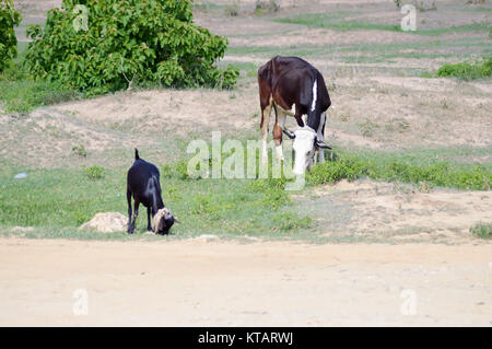 Eine Kuh und eine Ziege Weiden Stockfoto