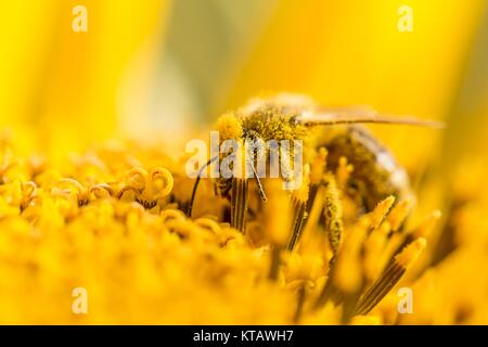 Honigbiene bestäubt mit Pollen auf gelbe Sonnenblumen abgedeckt Stockfoto