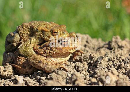 Erdkröte (Bufo bufo) auf Tour Stockfoto