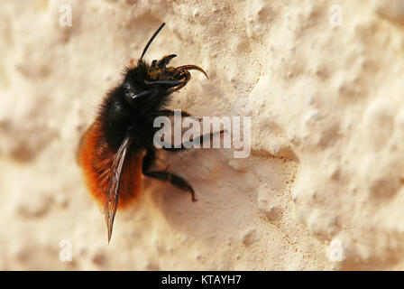 Weibliche Bienen gehörnten Stockfoto