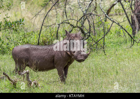 Gemeinsamen Warzenschwein (Phacochoerus Africanus) Stockfoto